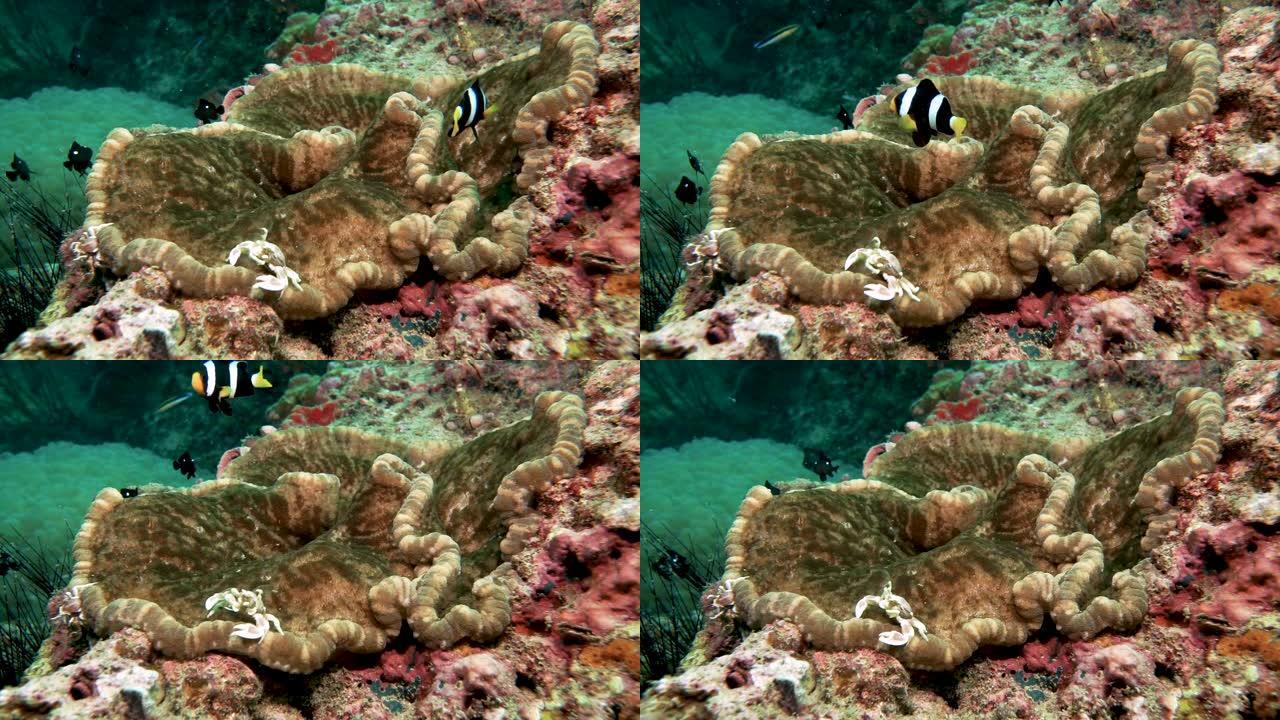 充满活力的水下珊瑚礁海葵与小丑鱼和海葵蟹的共生关系