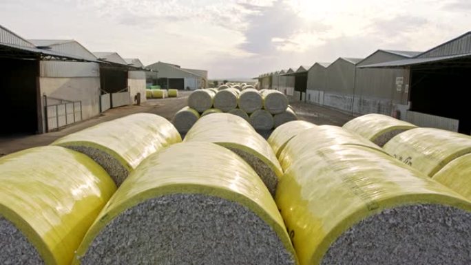 收获后，成堆的棉包在大规模轧花机上