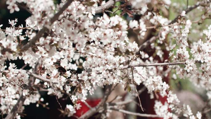 国风意境桃花盛开花团锦簇