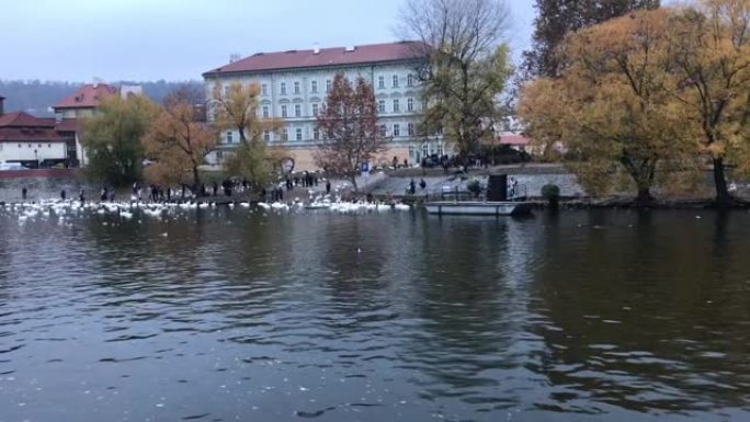 11月下午晚些时候，从游轮和公园里看到伏尔塔瓦河岸，穿着黑色外套的人喂一群白天鹅