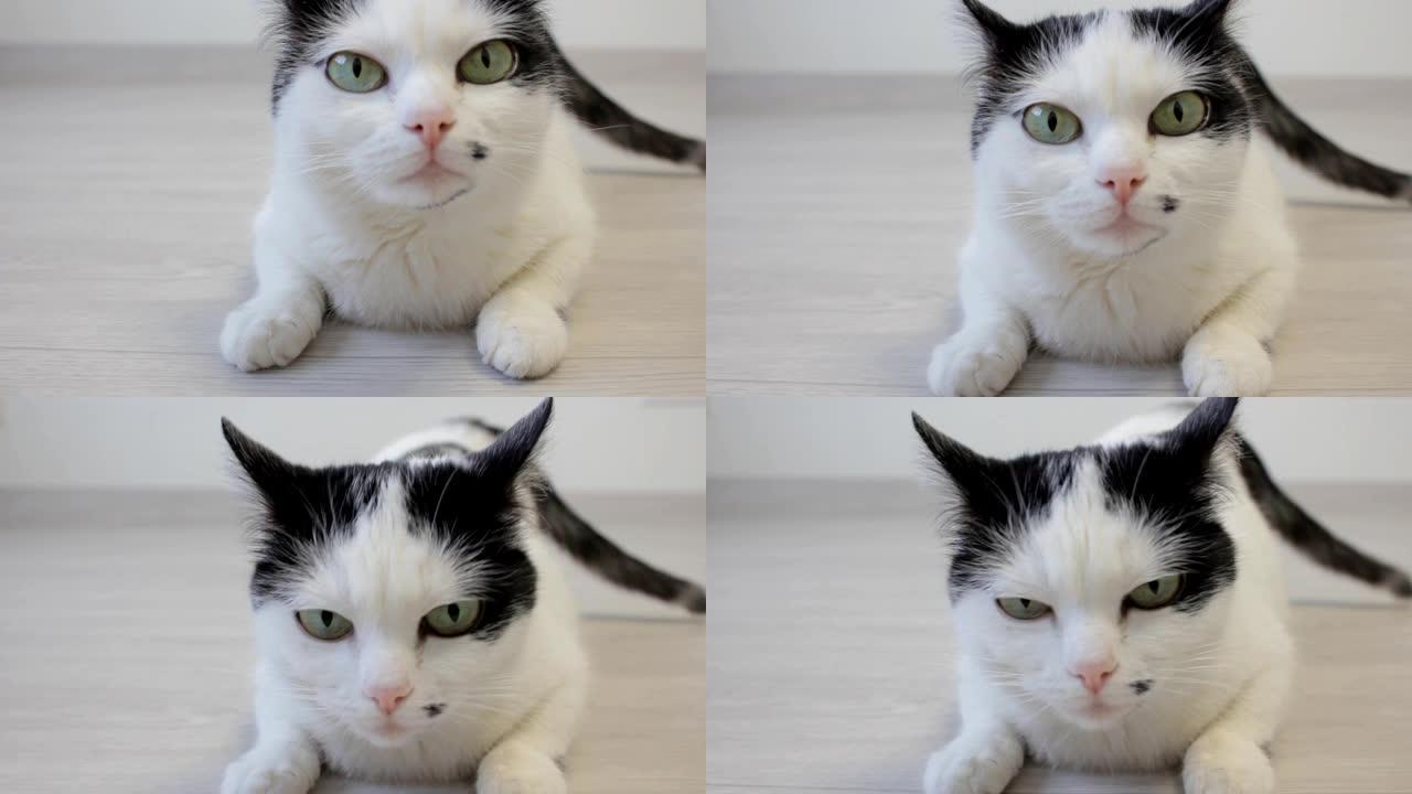 白色家猫用后腿看着镜头，特写镜头
