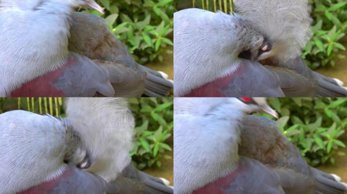 维多利亚加冕鸽子啄食的鸟清洁羽毛