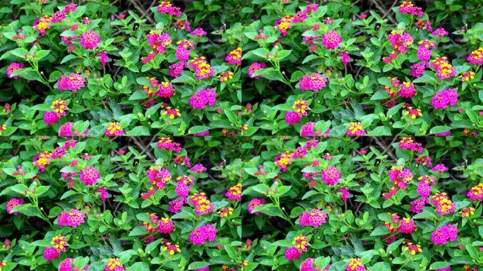马塔那七彩粉色洋红色花束鲜花盛开在花园里