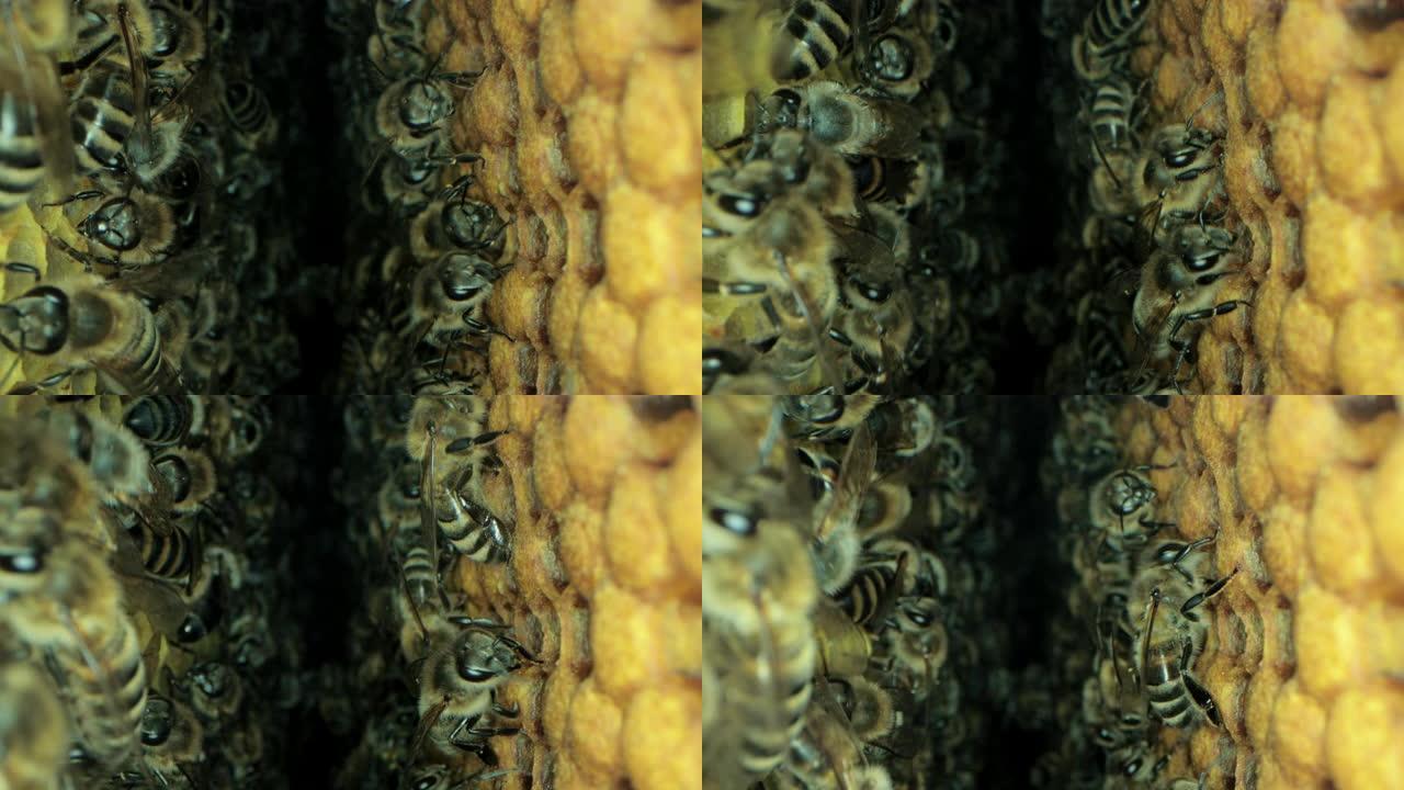 蜂巢内忙碌的蜜蜂，里面有开放和密封的细胞，用于甜蜂蜜