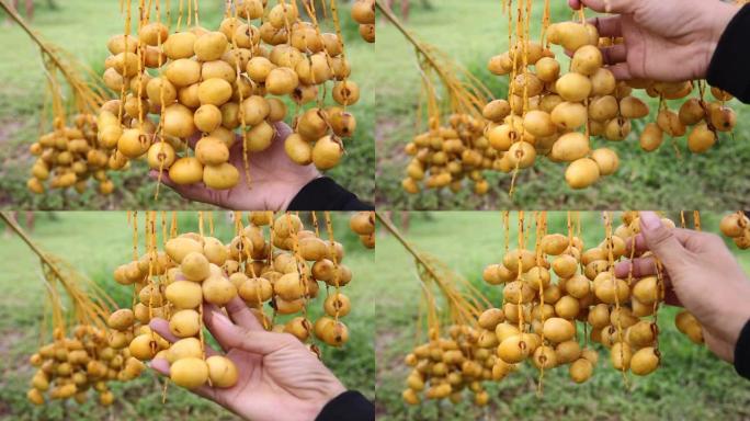 有机农场树上的新鲜椰枣树 (Phoenix dactylifera) 花束。