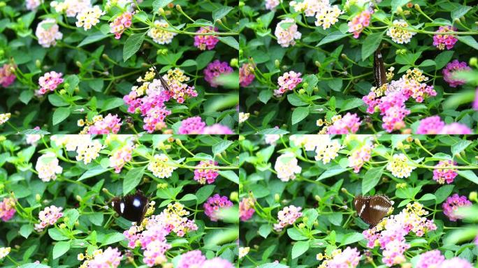 蝴蝶在粉红白色马tana卡马拉花开的花园里找到甜蜜1