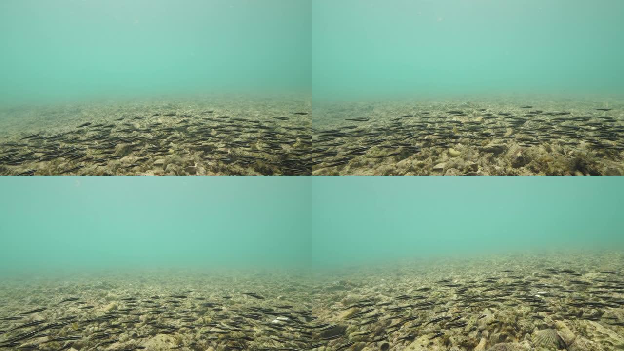 鱼群在水下游泳。死珊瑚和贝壳。