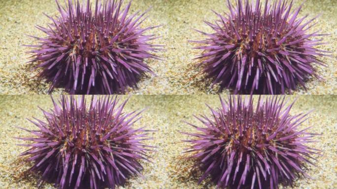 海胆在沙滩上行走。紫海胆 (Paracentrotus lividus) 水下射击。地中海，欧洲。