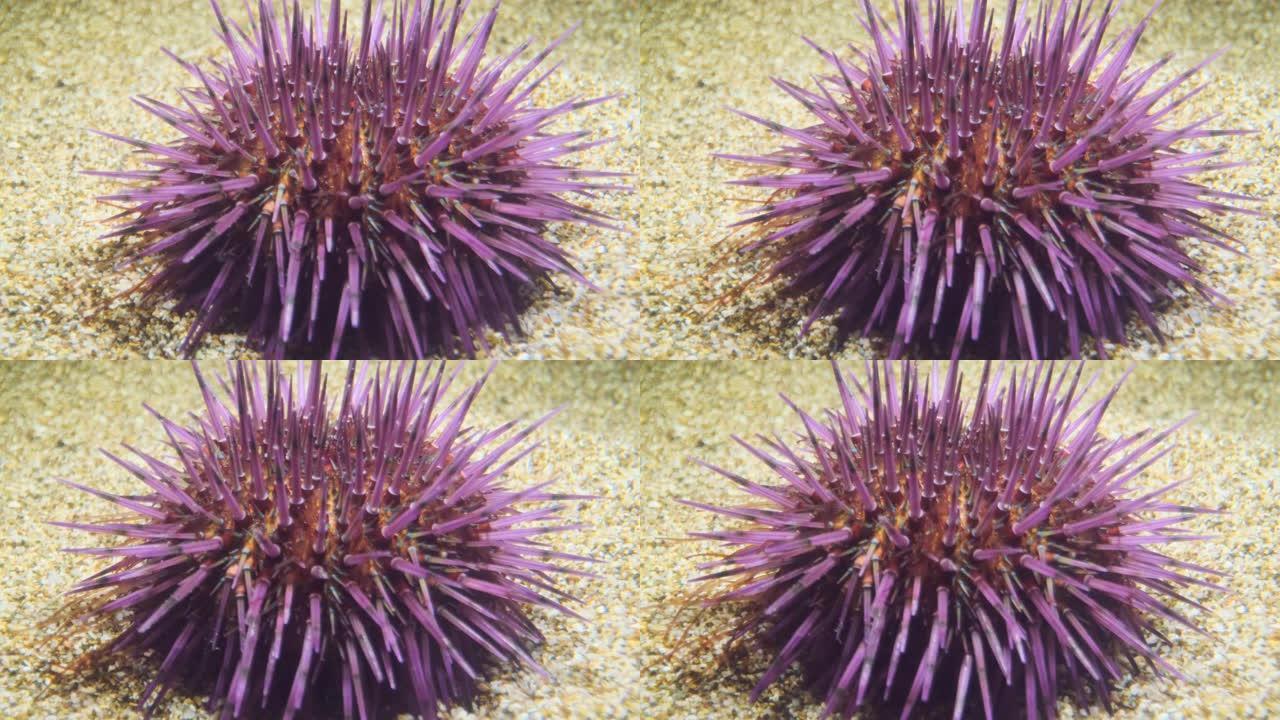 海胆在沙滩上行走。紫海胆 (Paracentrotus lividus) 水下射击。地中海，欧洲。