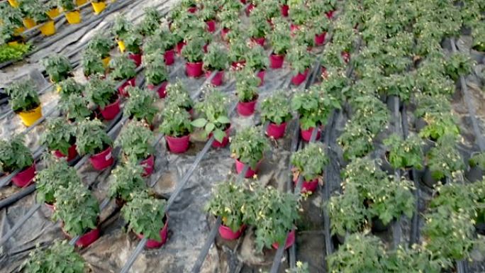 盆栽中生长的西红柿幼苗的图像