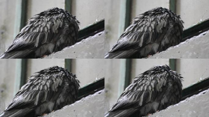 雨时湿鸽子坐在窗台上