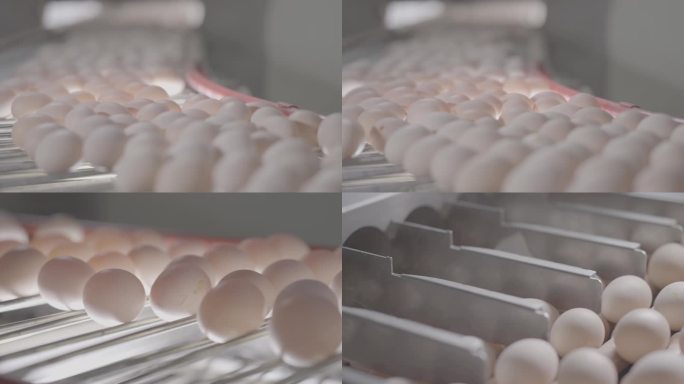 4K鸡蛋生产流水线S-Log素材