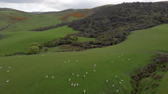 新西兰meadow and sheep farm的鸟瞰图