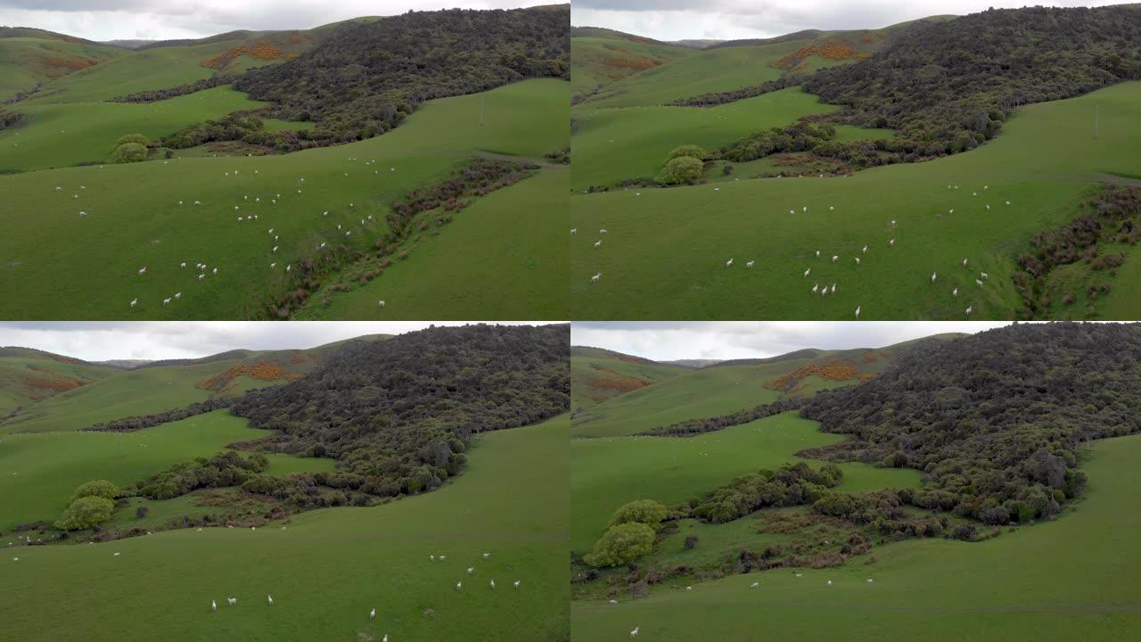 新西兰meadow and sheep farm的鸟瞰图