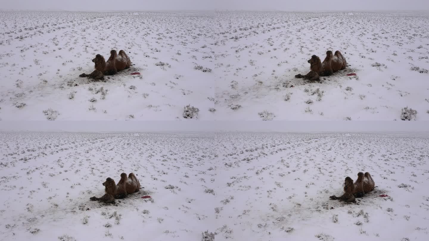 暴风雪 雪中骆驼 小骆驼 寒冷 恶略天气