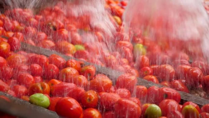 淋浴水清洁室内番茄加工厂的新鲜红色西红柿