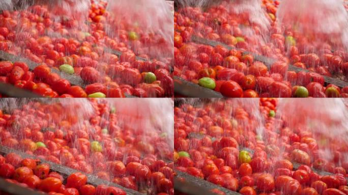 淋浴水清洁室内番茄加工厂的新鲜红色西红柿