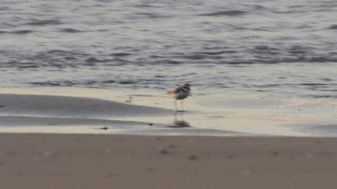 台湾苗栗海滩野生海鸟