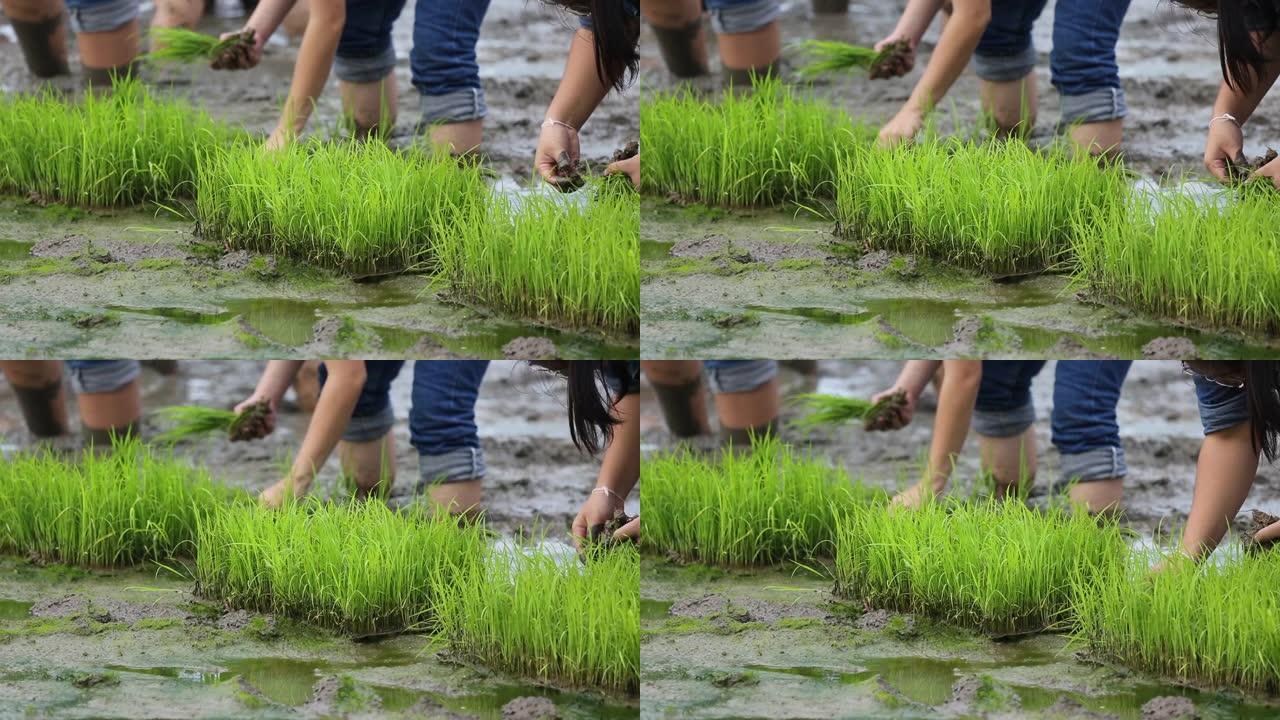 友谊，年轻的农民种植在水稻浆果有机水稻农田上，一起概念。