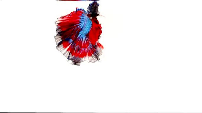 暹罗斗鱼 (Betta splendens) 的慢动作，众所周知的名字是Plakat Thai