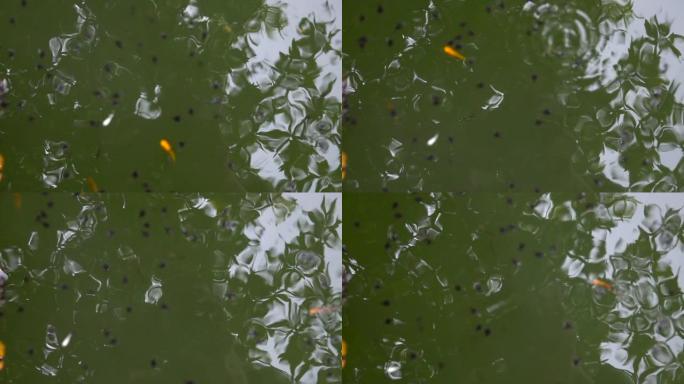 蝌蚪和鱼在绿色水中游泳