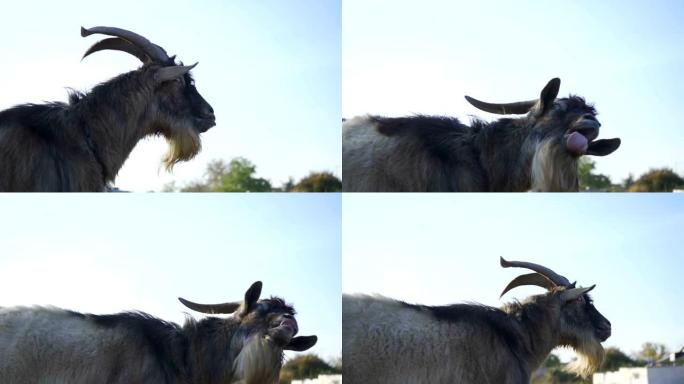 有趣的山羊看着相机，露出舌头。慢动作。