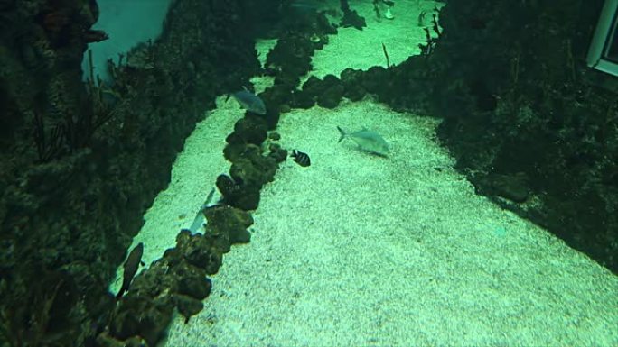 大型海鱼 (在水族馆，特写)，水下生活