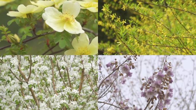 春天盛开的很多种花梨花桃花梧桐花观赏花