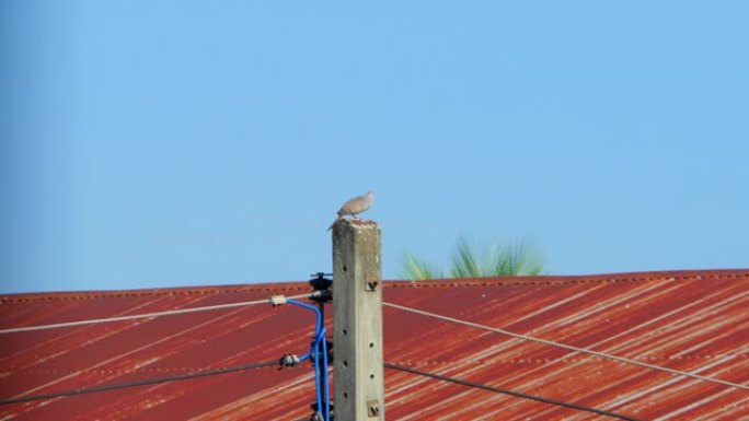 斑马鸽子在电线杆上鸣叫栖息