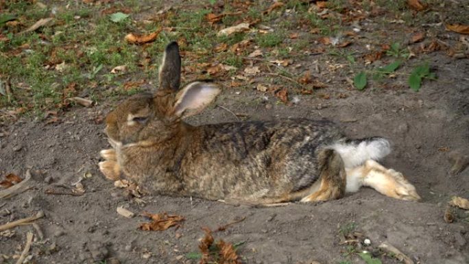 森林里的兔子休息