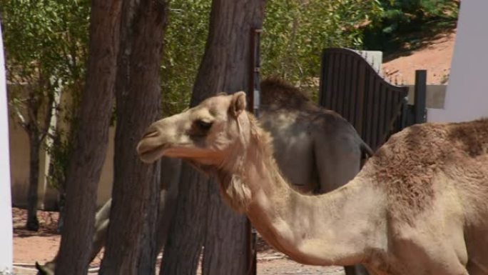 一只单峰骆驼 (Camelus dromedarius) 在阿拉伯联合酋长国 (UAE) 的沙漠沙丘