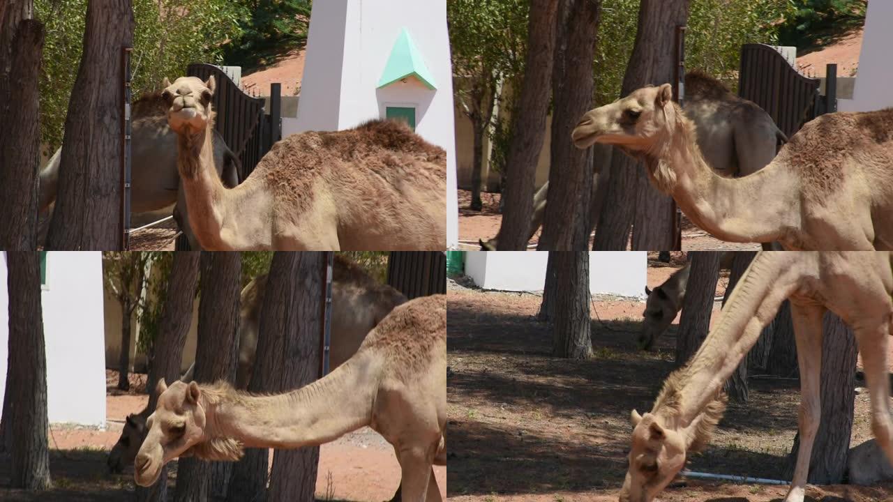 一只单峰骆驼 (Camelus dromedarius) 在阿拉伯联合酋长国 (UAE) 的沙漠沙丘