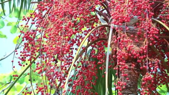 在雨季，红棕种子在花园里长出所有顶级树