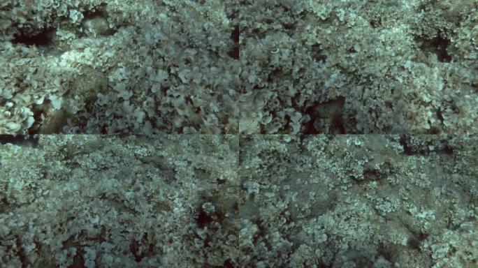 水下景观岩石底部覆盖着棕色藻类孔雀的尾巴 (Padina pavonica) 俯视图，相机向前移动