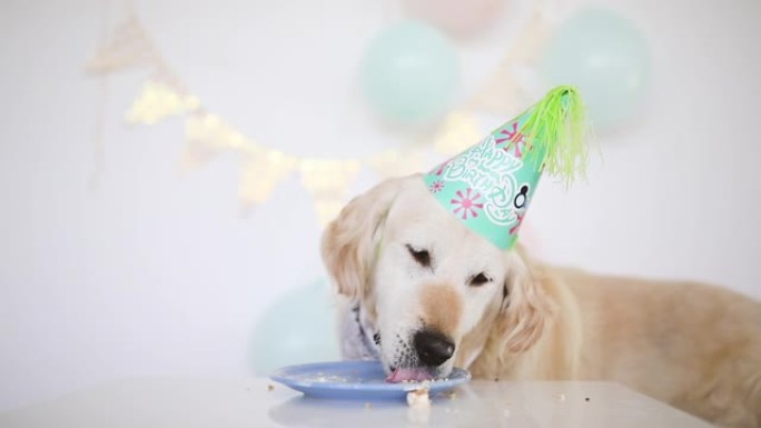 生日狗吃蛋糕