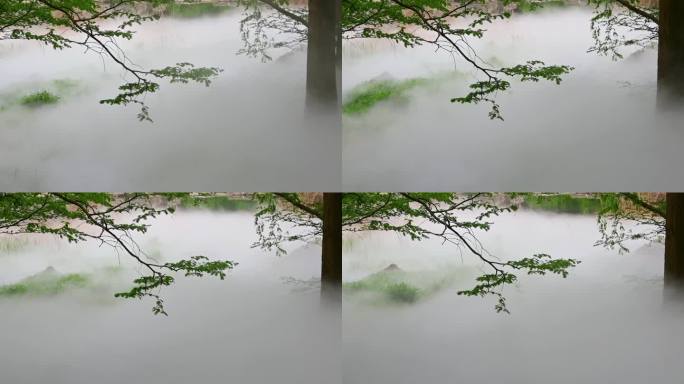 国家植物园雾中云衫