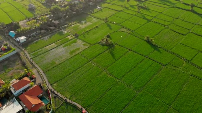 空中拍摄了一个大的传统巴厘岛风筝在美丽的绿色稻田上空飞行