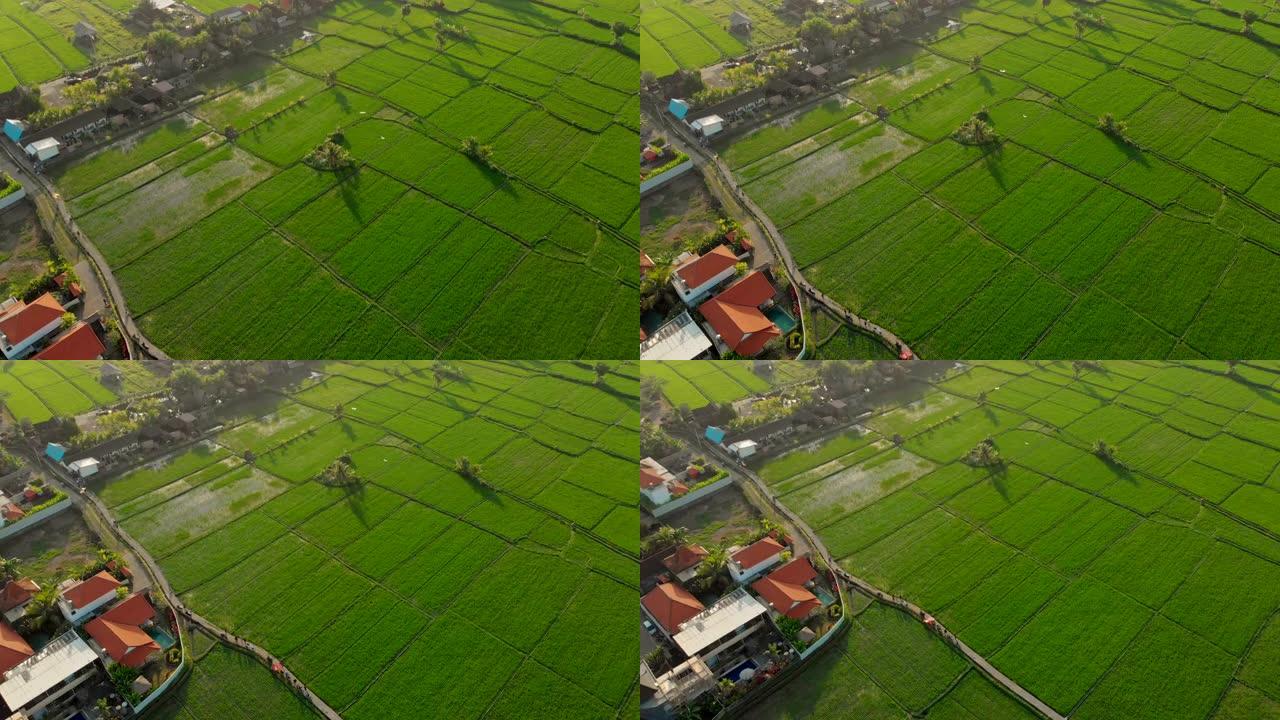 空中拍摄了一个大的传统巴厘岛风筝在美丽的绿色稻田上空飞行