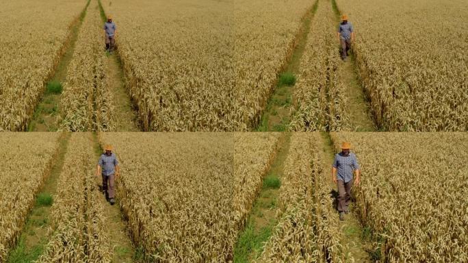 农民在年轻的麦田里戴帽子，检查作物。鸟瞰人穿过麦田。麦田农民步行景观自然农业生长无人机镜头人天。4K
