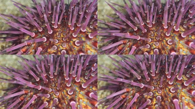 特写海胆的刺在沙滩上行走。紫海胆 (Paracentrotus lividus) 水下射击。地中海，