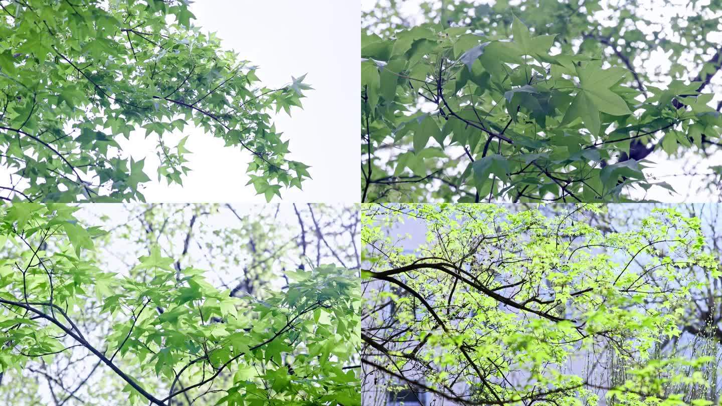 五角绿枫树
