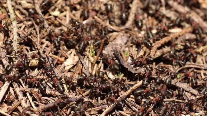 红色森林蚂蚁的人群