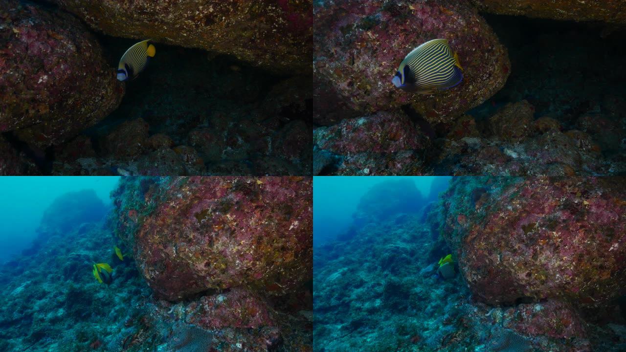 皇帝神仙鱼在海底暗礁游泳