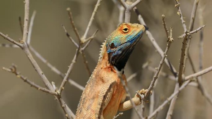 南非喀拉哈里沙漠的一个分支上的男性地面agama (Agama aculeata)