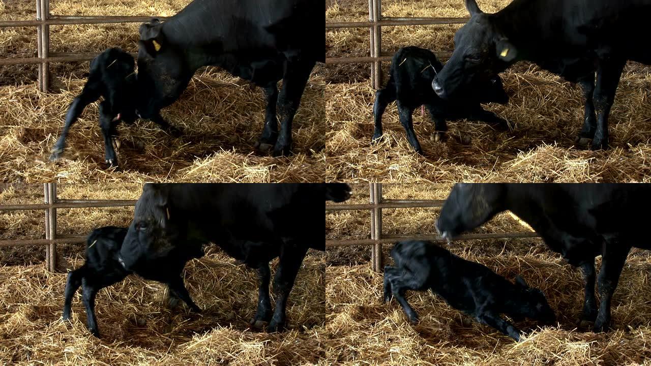 母牛舔着试图站起来的新生小牛