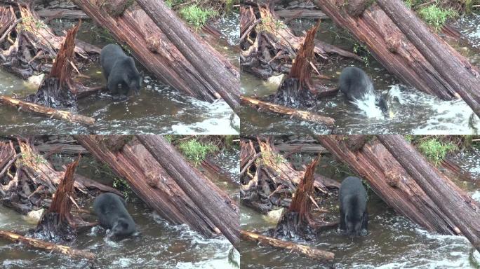 河上的熊捕捉鲑鱼。阿拉斯加动物群。