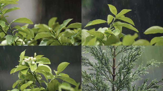 实景春雨洒落植物