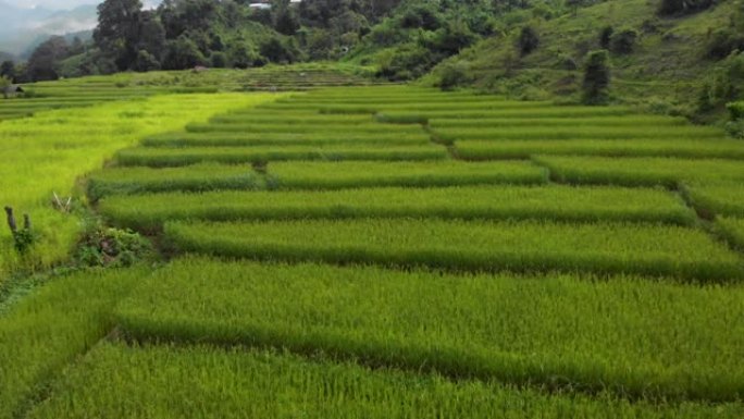 4k低角度无人机拍摄绿色农业稻田，东南亚，图案自然，泰国自然质地，栽培，亚洲农业，园艺，种子生长，栽