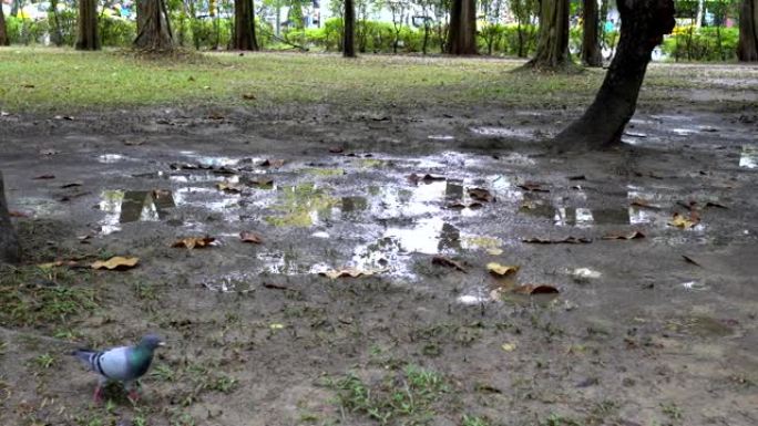 小路的水坑。雨天，在公园里。