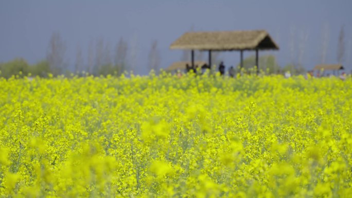 花海 油菜花 云南春天 4k油菜花开